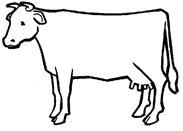 planse desene de colorat vaca vitel taur bou